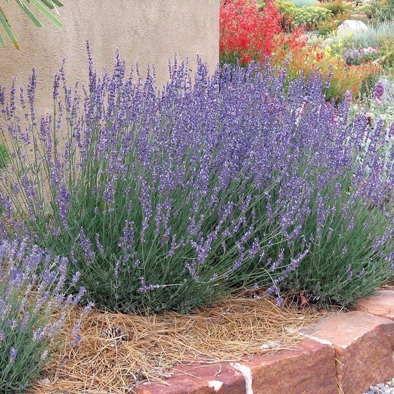 grosso lavender plant Gros Bleu French hybrid Lavender, Lavandula intermedia