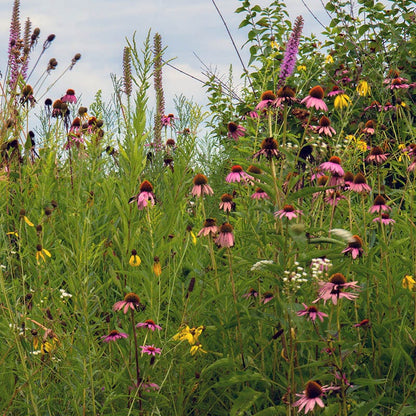 Native Midwest Wildflower Seed Mix
