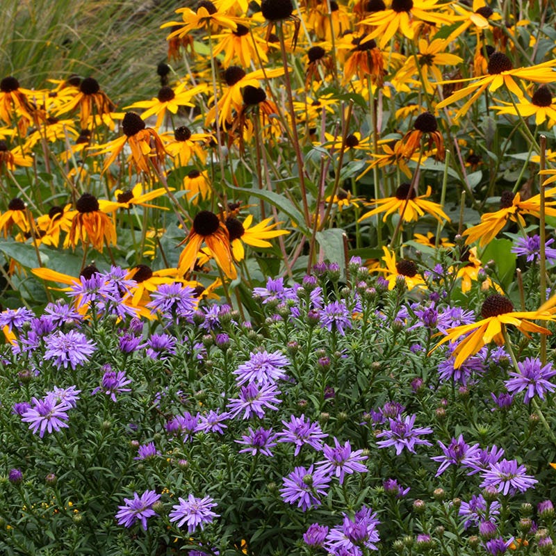 black wildflower seed mix Native Midwest Wildflower Seed Mix