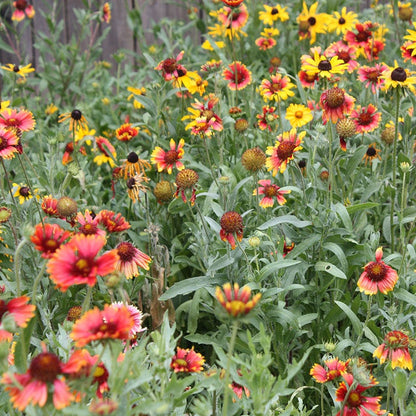Native Midwest Wildflower Seed Mix