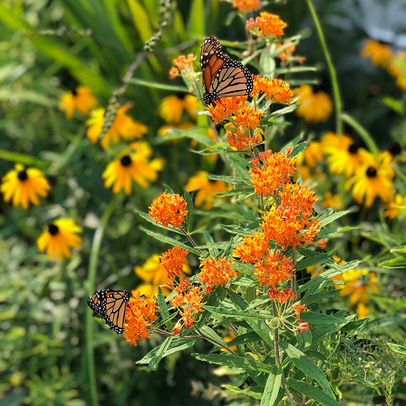 Native Midwest Wildflower Seed Mix