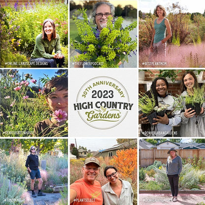 Native Dry Area Wildflower Seed Mix