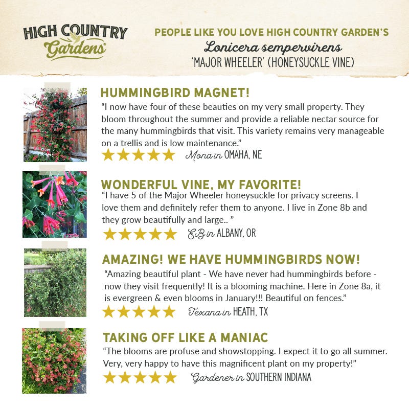 Major Wheeler Honeysuckle Vine