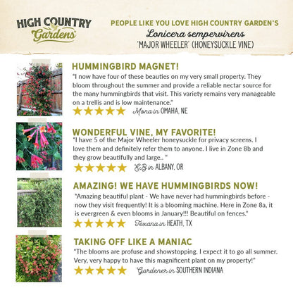 Major Wheeler Honeysuckle Vine