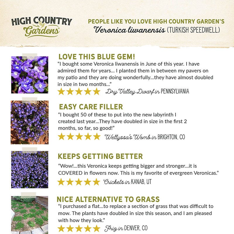 Turkish Speedwell, Veronica liwanensis | High Country Gardens