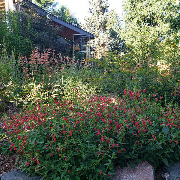 Red Rocks Flower Red Rocks® Penstemon | Summer Rose-Pink Blooms