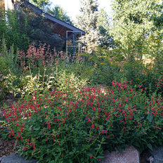 Easy To Grow Perennials