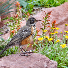 Bird Attracting Plants
