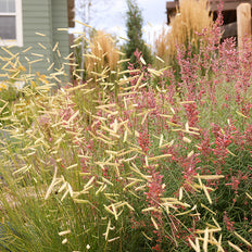 Plants Of The Year