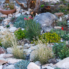Rock Garden Plants