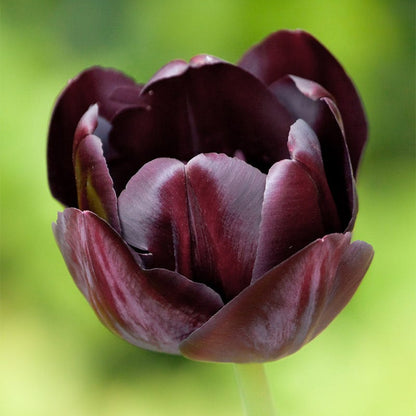 Aztec Cocoa Tulip Bulb Collection