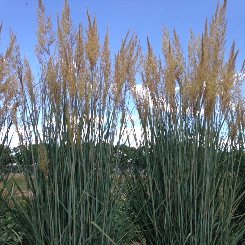 Thin Man Golden Prairie Grass - Thumbnail 2