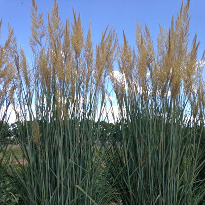 Thin Man Golden Prairie Grass