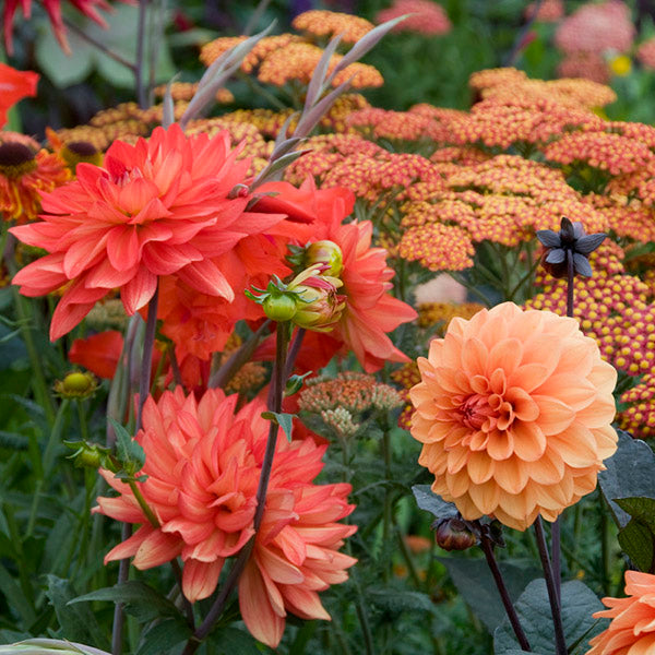 Otto's Thrill Dinnerplate Dahlia | High Country Gardens