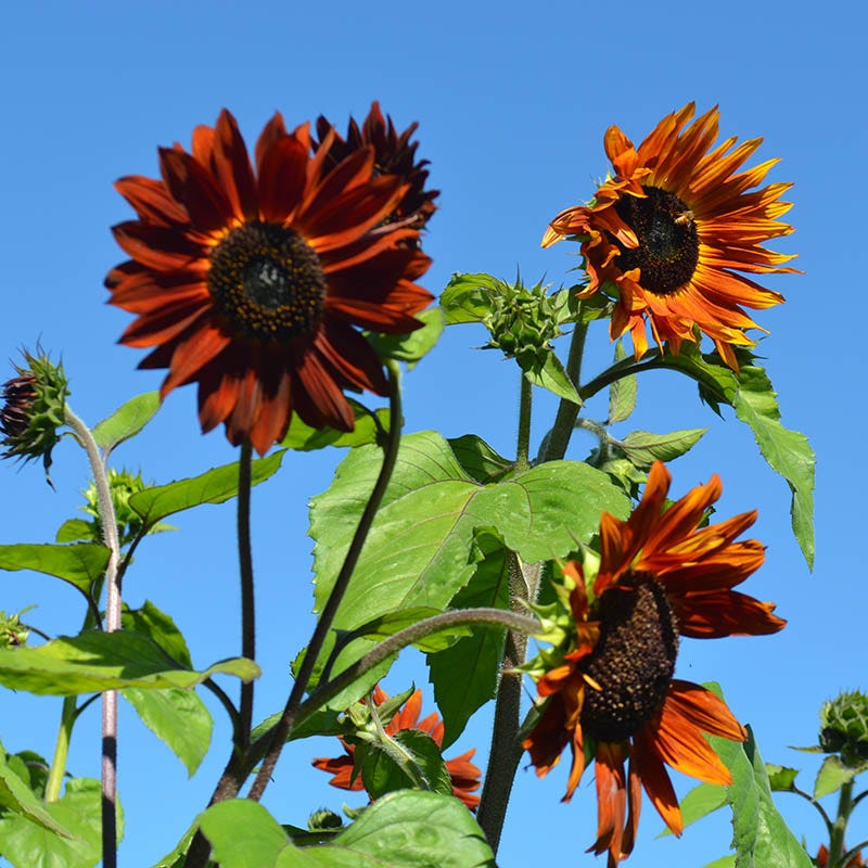sunflower seeds to plant from flower Autumn Beauty Sunflower Seeds, Helianthus annuus