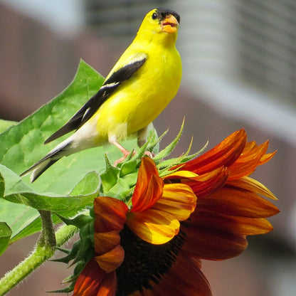Sunflower Seeds (Helianthus)