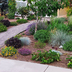 Plants For Western Gardens