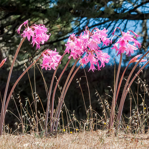 Undaunted Ruby Muhly Grass, Muhlenbergia reverchonii | High Country Gardens