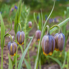 Unique Fall-Planted Bulbs