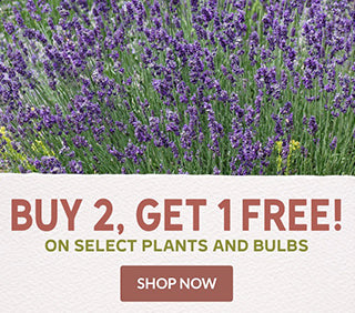 Buy 2, Get 1 Free Deal