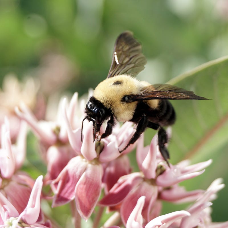 Showy Pink Milkweed