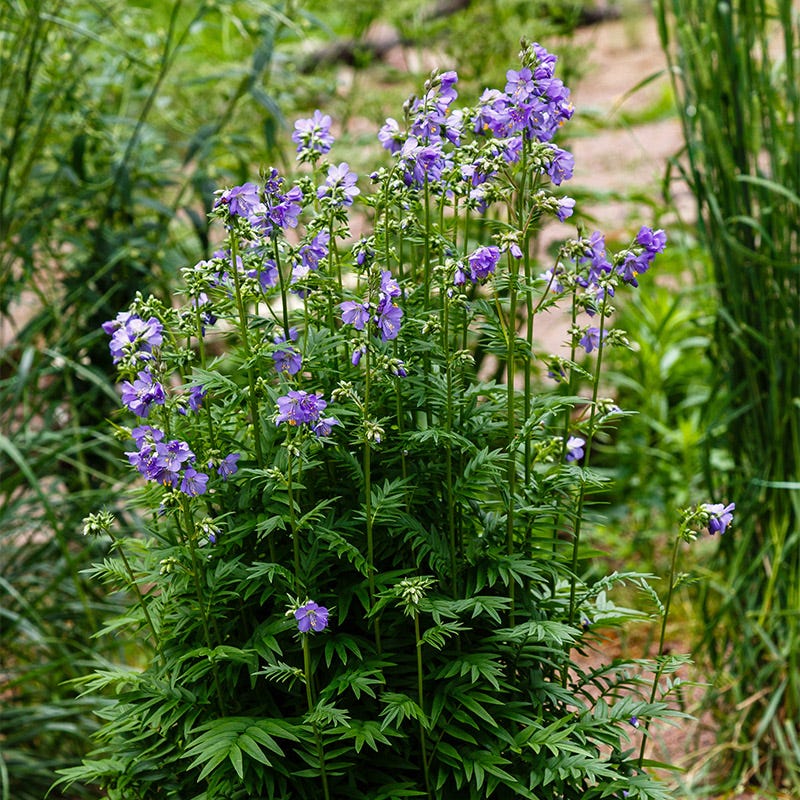 Heavenly Habit Jacob's Ladder