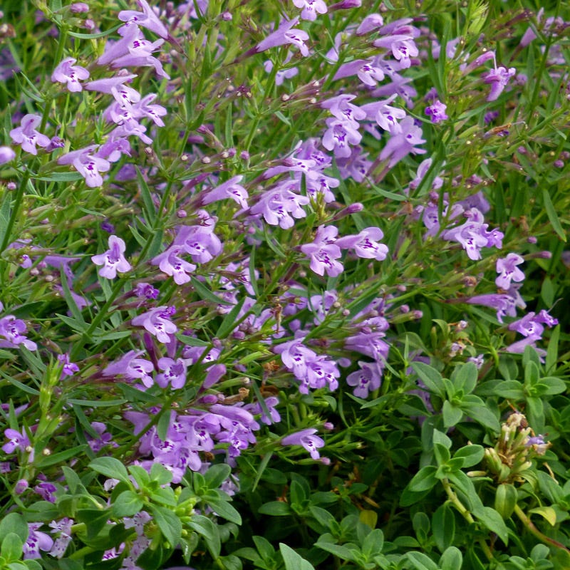 Profuse Pink False Pennyroyal (Hedeoma)