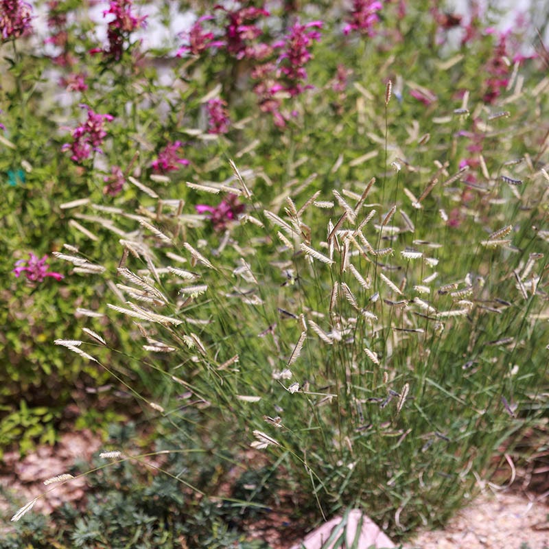 Zig Zag Blue Grama Grass