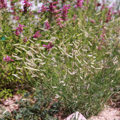 Zig Zag Blue Grama Grass