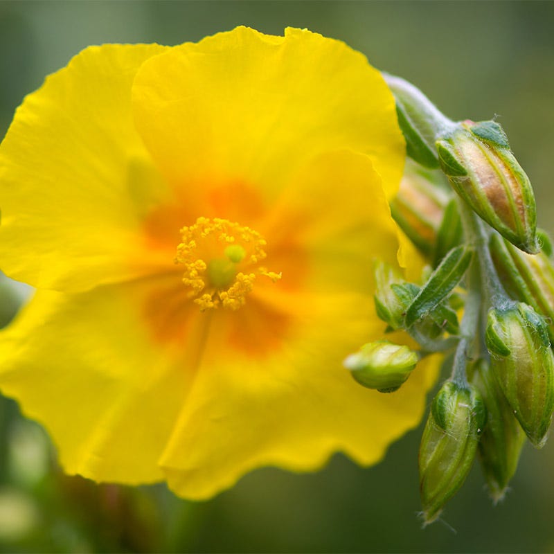 Ben Fhada Rock Rose (Helianthemum)
