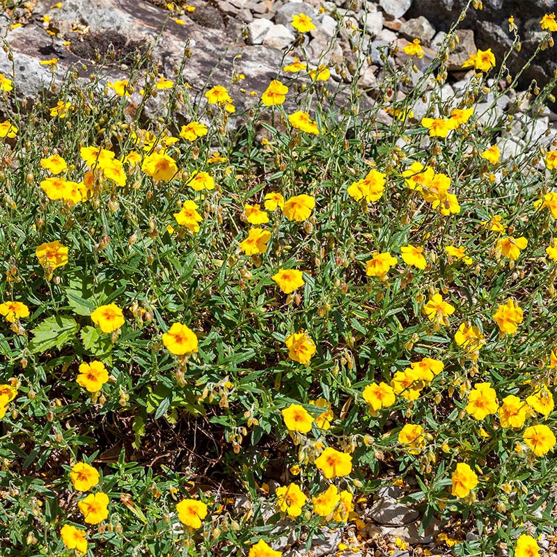 Ben Fhada Rock Rose, Helianthemum