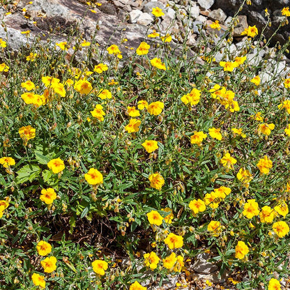 Ben Fhada Rock Rose (Helianthemum)