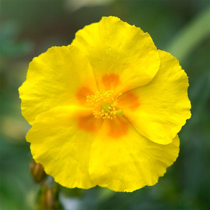 Ben Fhada Rock Rose (Helianthemum)