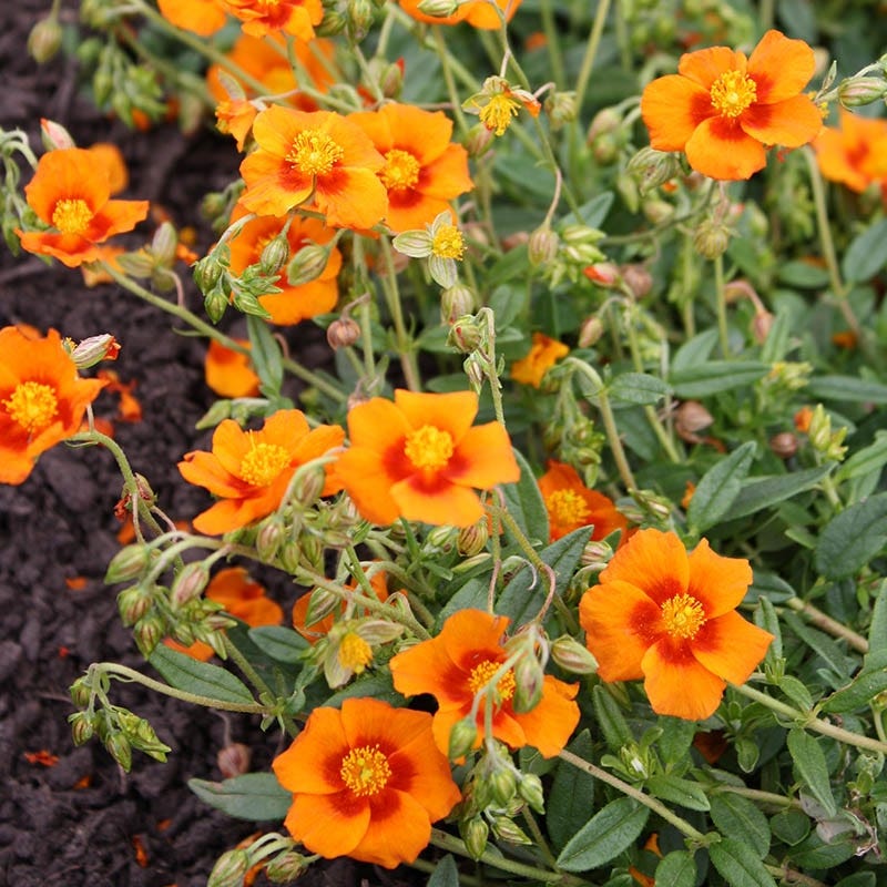 Ben Nevis Rock Rose (Helianthemum)