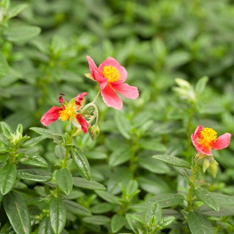 Ben Ledi Rock Rose (Helianthemum)