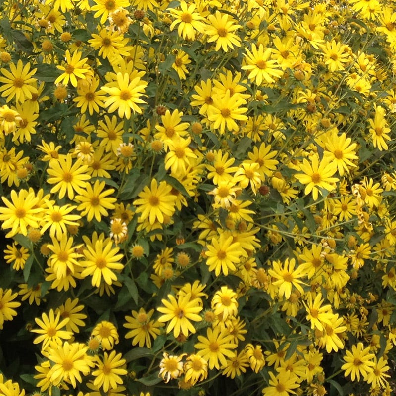 Undaunted® Lemon Max Maximilian's Sunflower