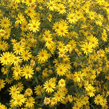 Undaunted® Lemon Max Maximilian's Sunflower