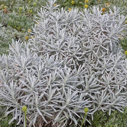 Silver Curry Bush, Helichrysum tianshanicum