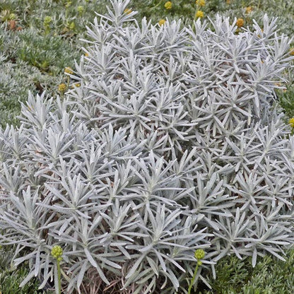 Silver Curry Bush (Helichrysum)