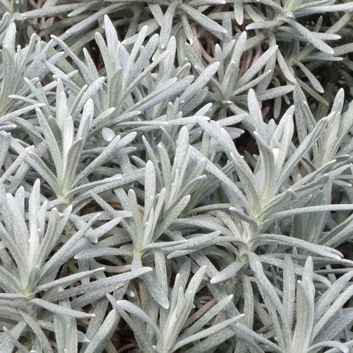 helichrysum curry plant Silver Curry Bush, Helichrysum tianshanicum