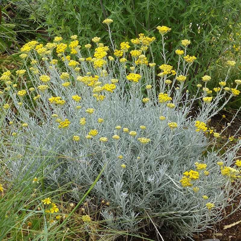 Silver Curry Bush, Helichrysum tianshanicum