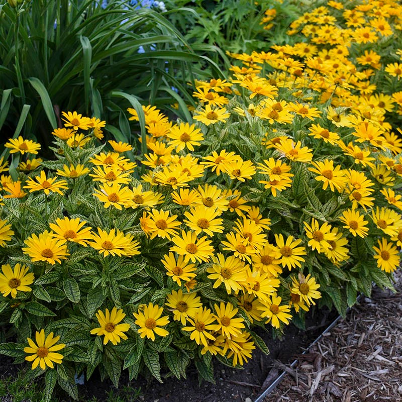 Sunstruck Heliopsis - Thumbnail 3