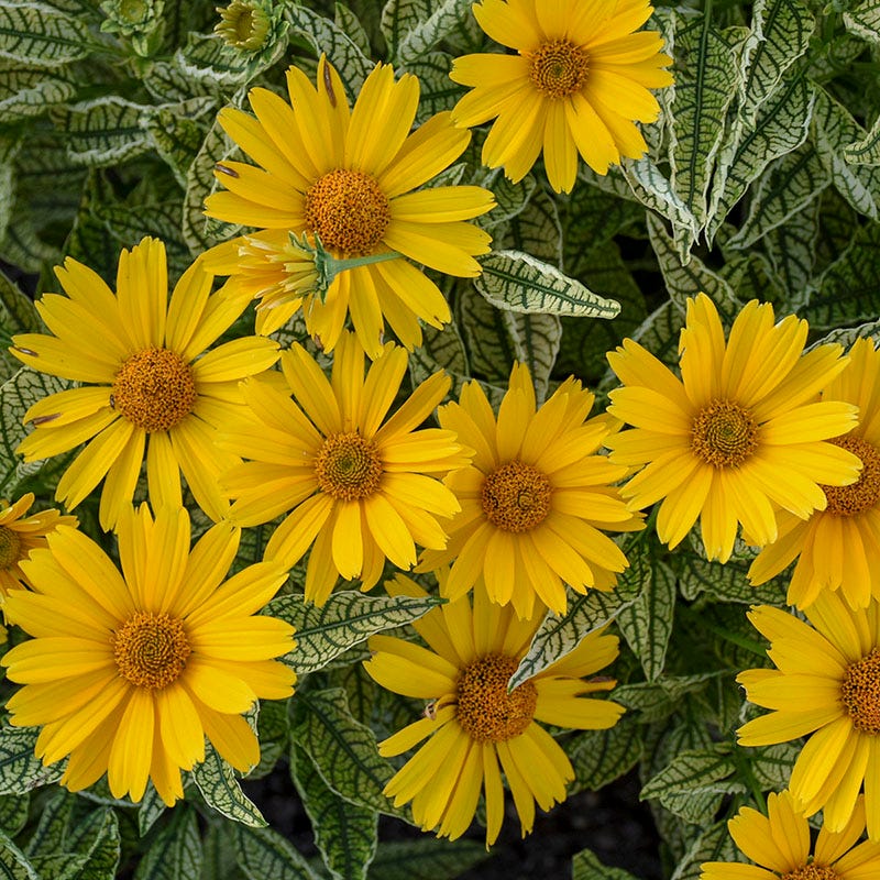 Sunstruck Heliopsis - Thumbnail 2