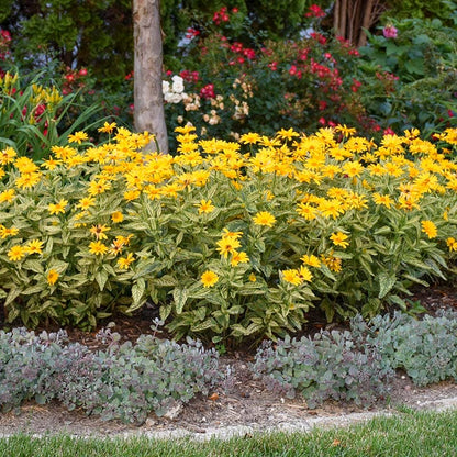 Sunstruck Heliopsis