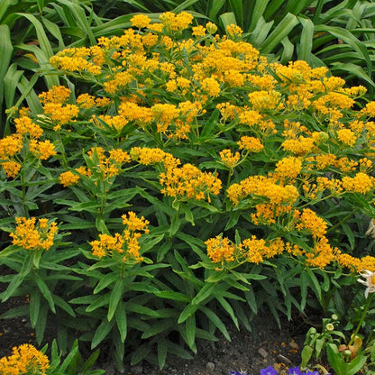 Hello Yellow Butterfly Weed