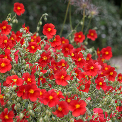 Henfield Brilliant Rock Rose (Helianthemum)
