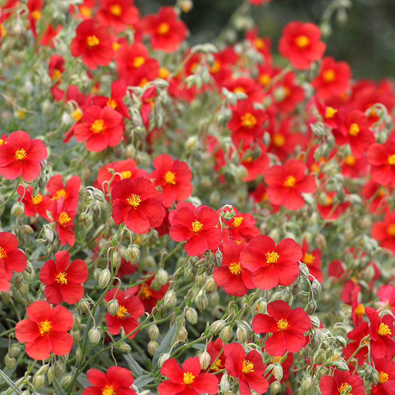 Henfield Brilliant Rock Rose (Helianthemum)
