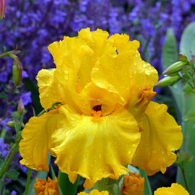 Here Comes The Sun Bearded Iris