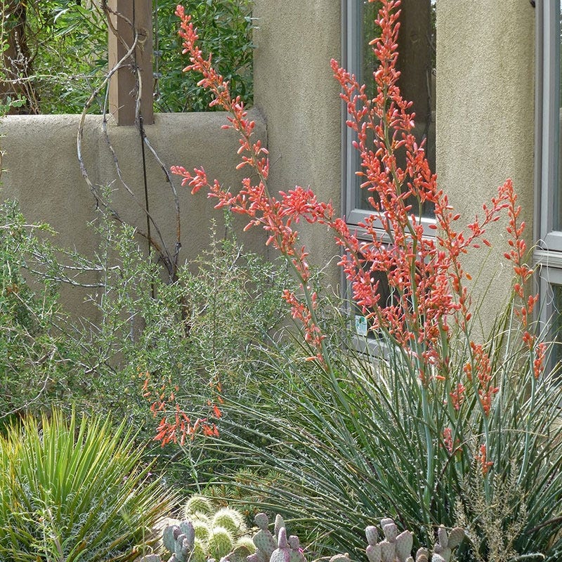 Hesperaloe parviflora Coral Glow - Thumbnail 2