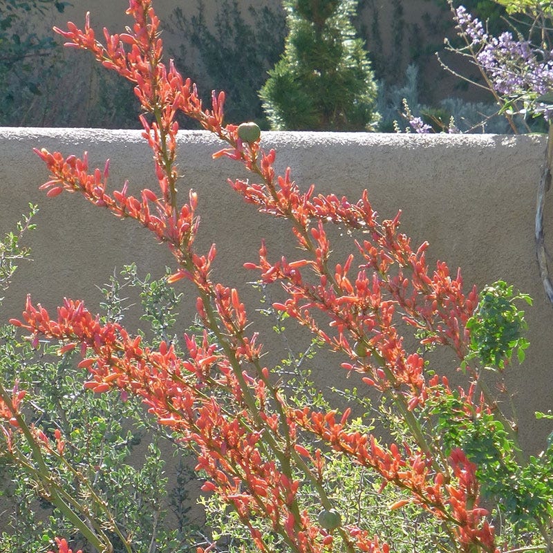 Coral Glow Texas Yucca (Hesperaloe)